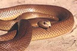 Cobra Marrom Australiana