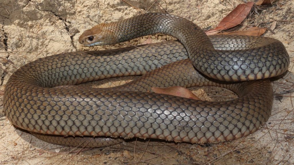 Cobra Marrom com Barriga Branca – Mundo Ecologia