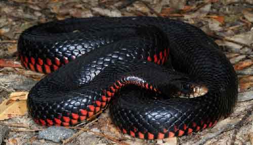 Cobra Negra de Barriga Vermelha