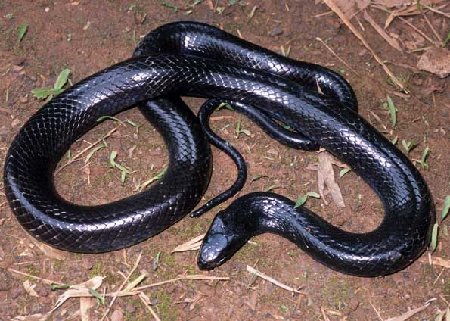 Cobra Negra