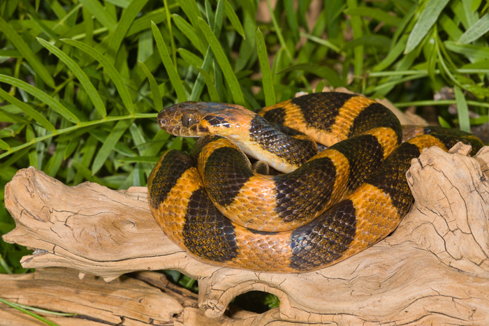 Cobra Olho de Gato