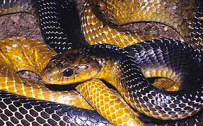 Cobra Papa Pinto