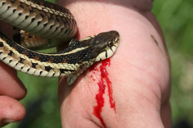 Cobra Peçonhenta Atacando