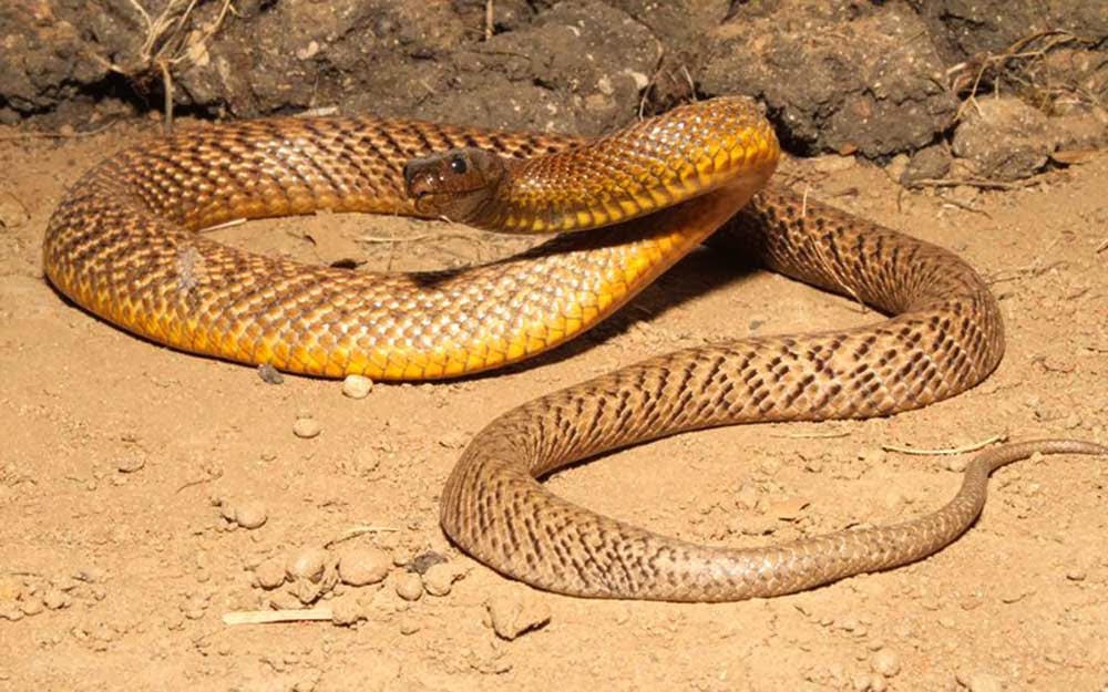 Cobra Pássaro