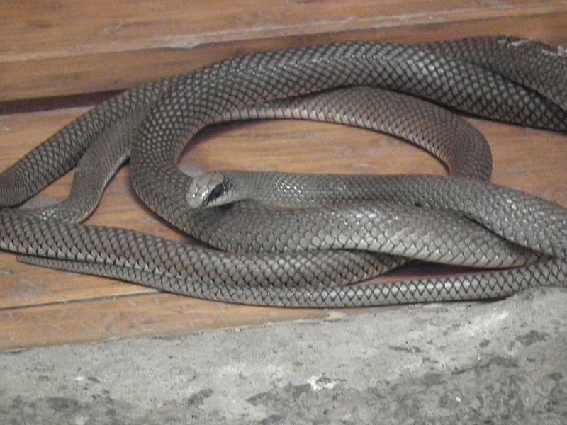 Cobra Rufous Bicuda