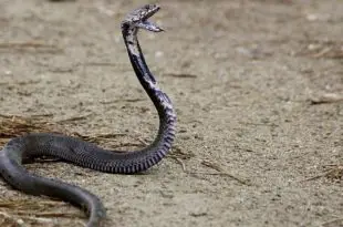 Cobra da Morte Inclinada Para Atacar