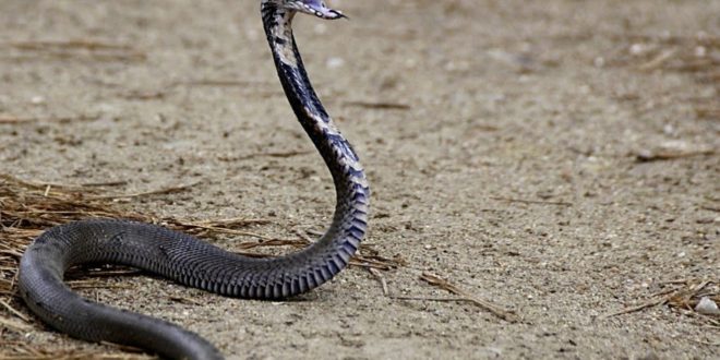 Cobra da Morte Nome Científico | Mundo Ecologia