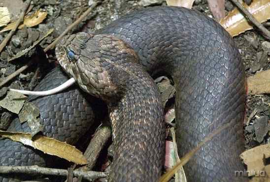 Cobra da Morte
