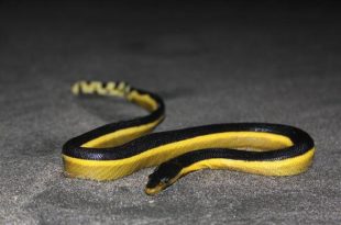 Cobra de Barriga Amarela do Mar