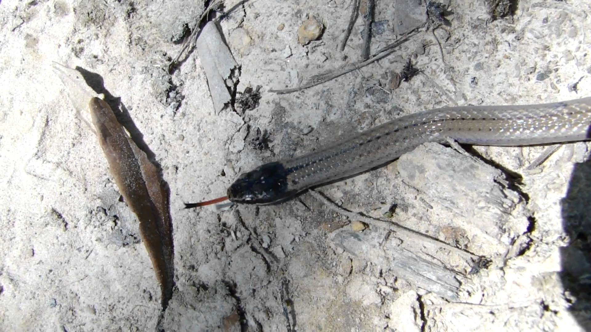 Cobra de Cabeça Preta