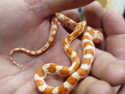 Cobra do Milho