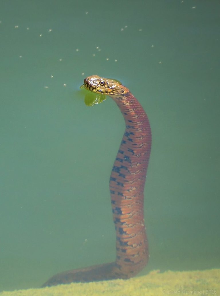Cobras Aquáticas Brasileiras 6