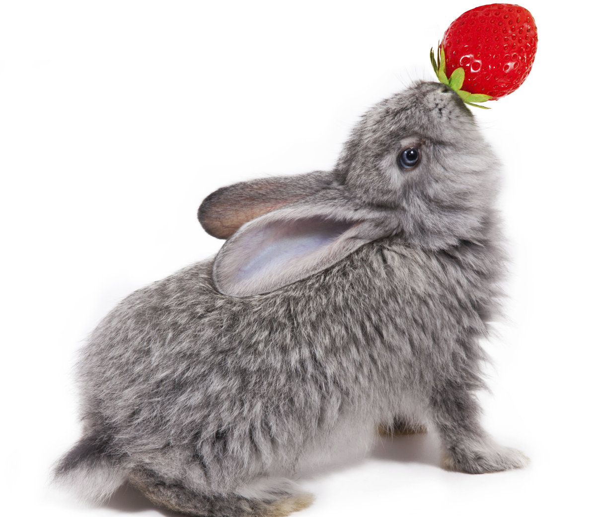 Coelhinho Comendo Morango 