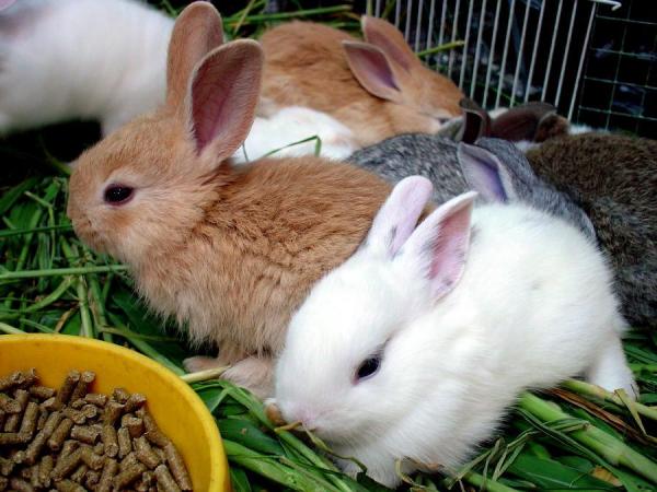 O Que os Coelhos Comem? – Mundo Ecologia