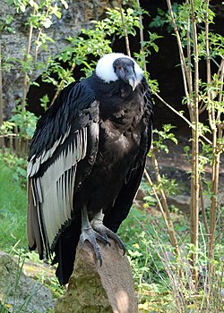 Condor dos Andes Sobre Uma Pedra 