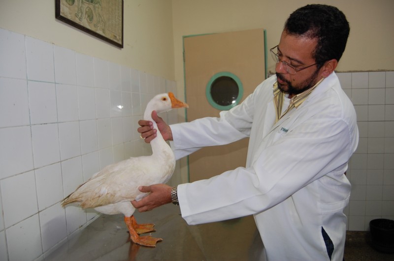 Cuidados Com o Ganso de Estimação