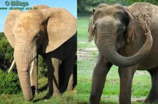 Elefante Africano e Asiático
