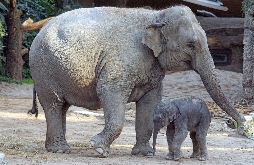 Elefante Asiático em Extinção