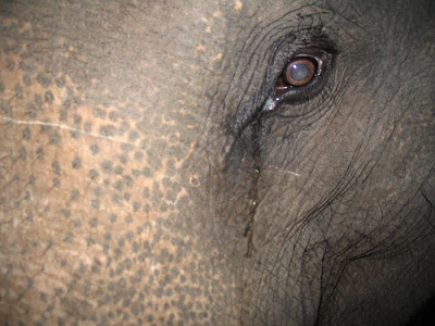 Elefante Chorando