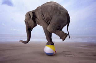 Elefante Usando Habilidade Para se Equilibrar em Uma Bola