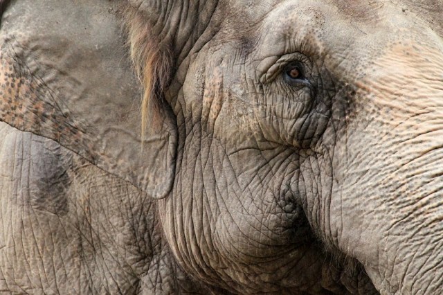 Foto de Um Elefante Velho