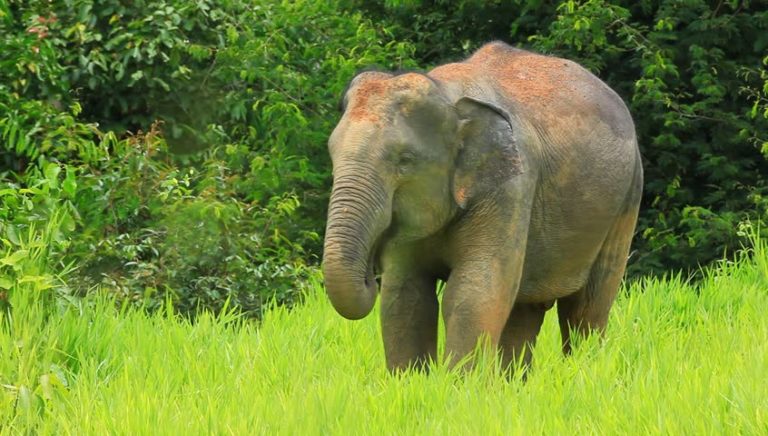 Elephas Maximus Indicus