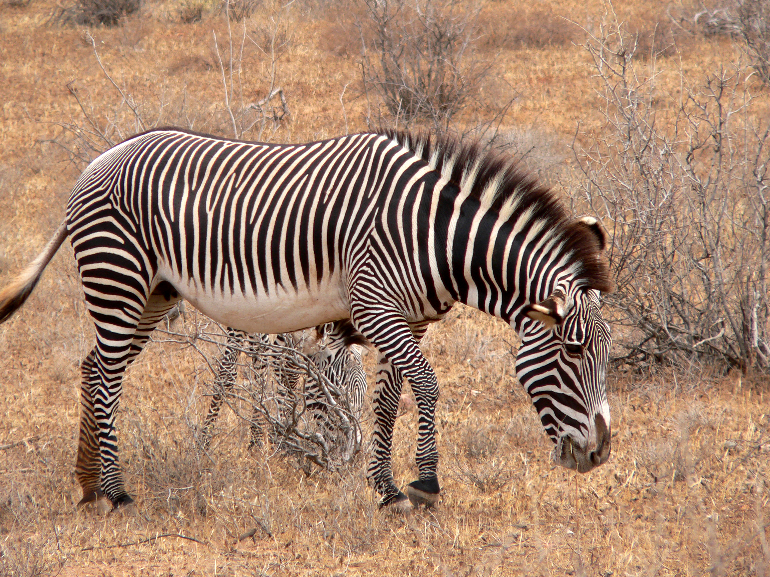 Pele de Equus Grevyi