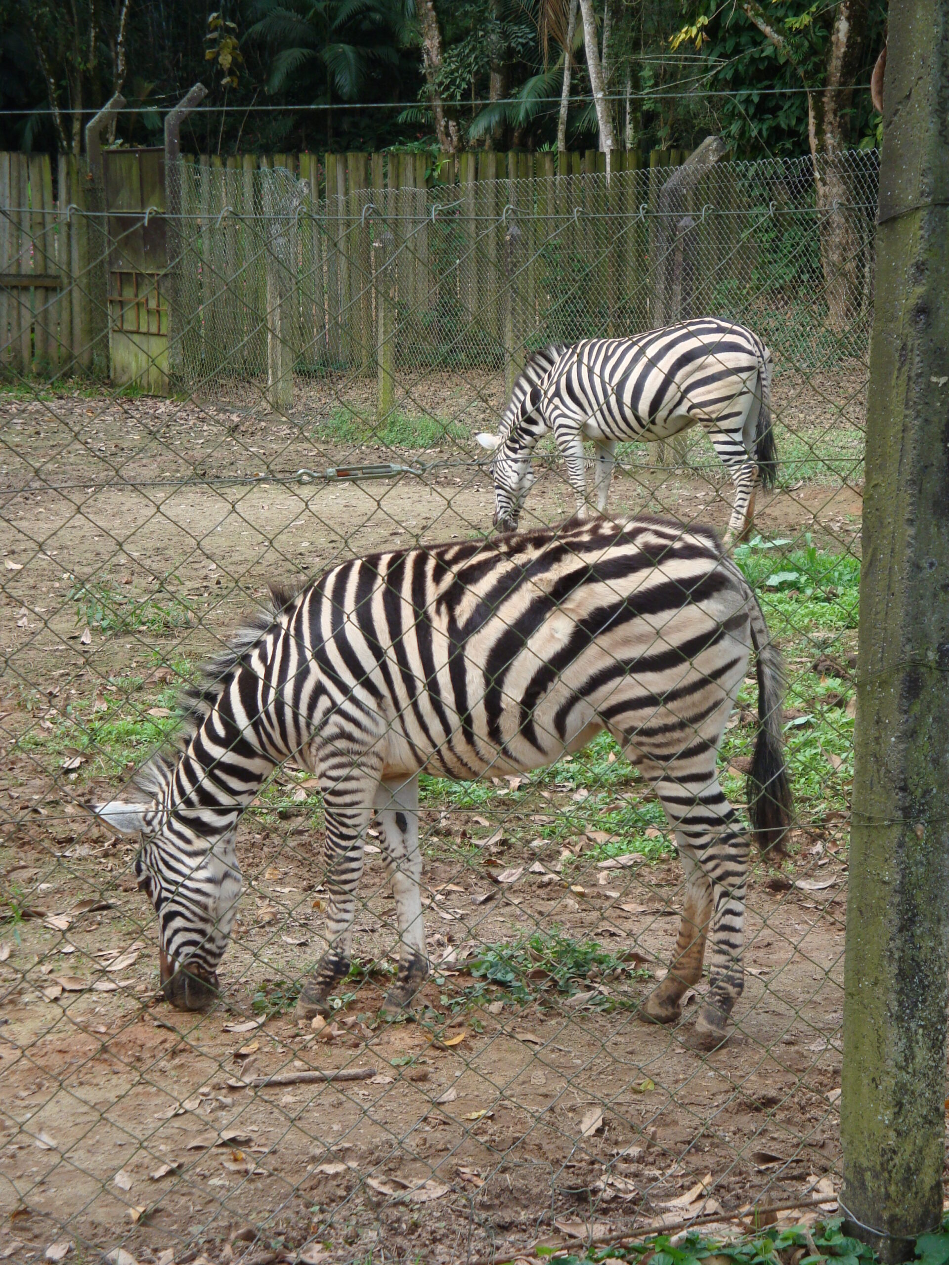 Listas da Zebra