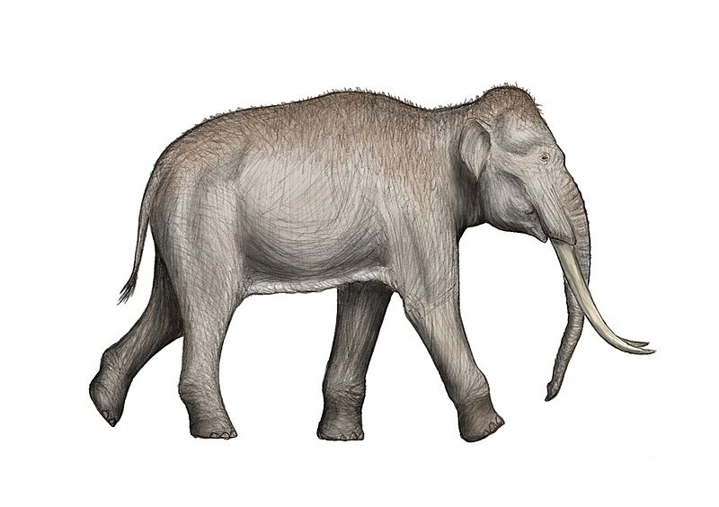 Espécie Palaeoloxodon Chaniensis