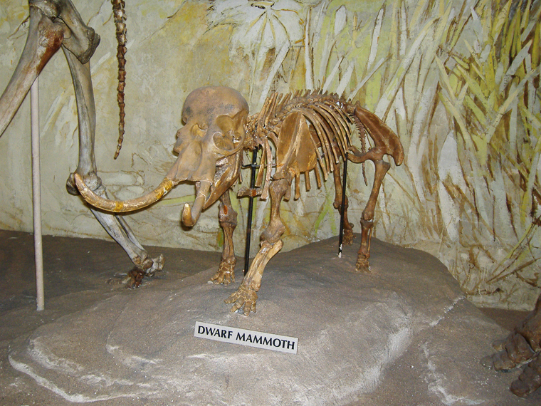 Espécie Palaeoloxodon Cypriotes
