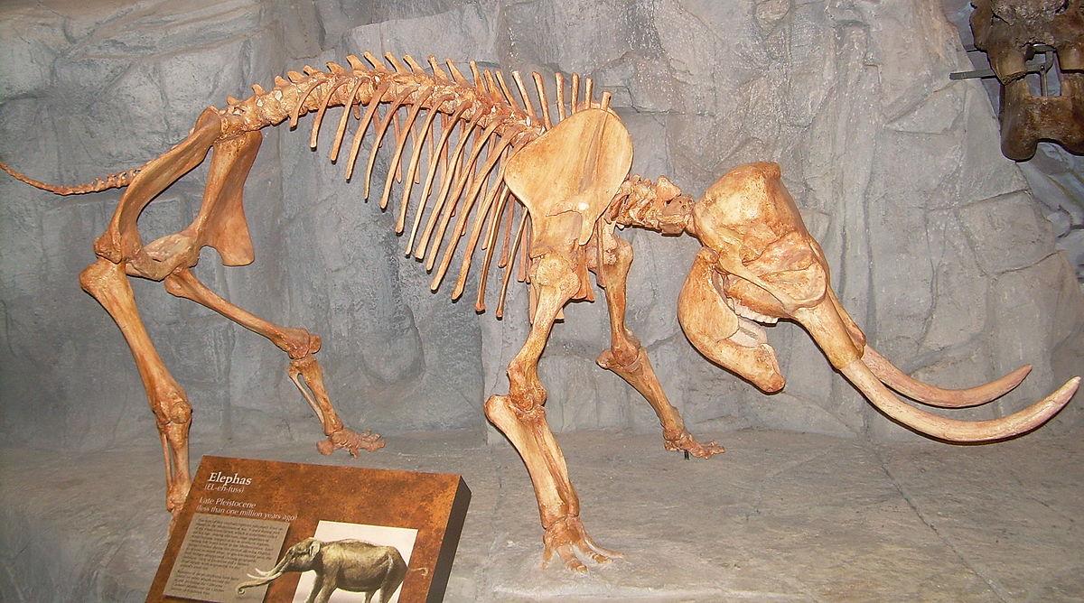 Espécie Palaeoloxodon Mnaidriensis