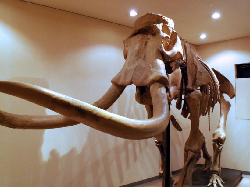 Espécie Palaeoloxodon Naumanni