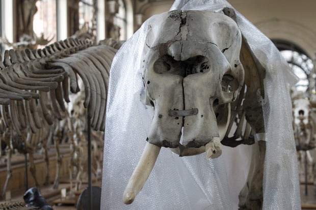 Esqueleto de Elefante no Museu Nacional de História Natural de Paris