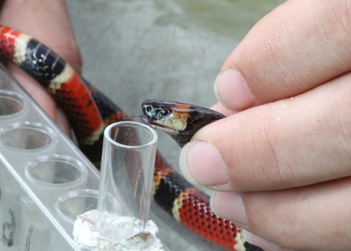Sintomas da Picada de Cobra Coral | Mundo Ecologia