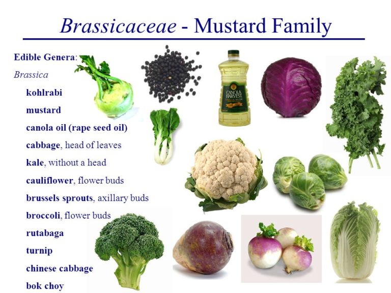 Brassicaceae Características Gerais Mundo Ecologia