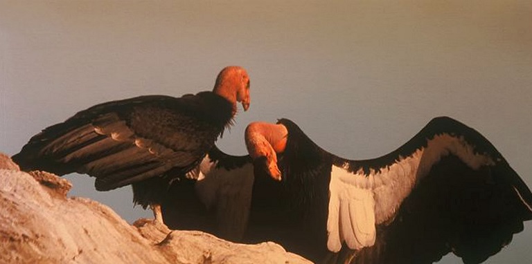 Filhote de Condor da Califórnia Gymnogyps
