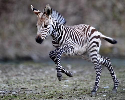 Filhotes de Zebras