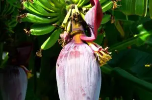 Flor da Bananeira