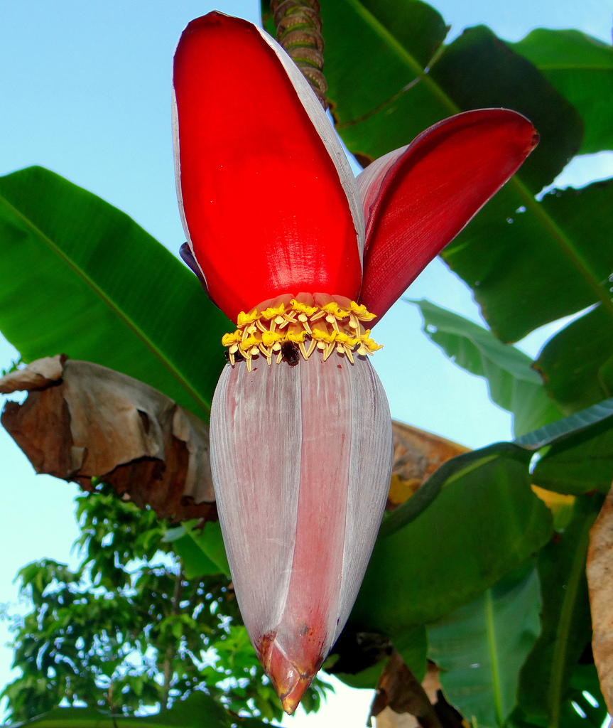 Flores da Bananeira 