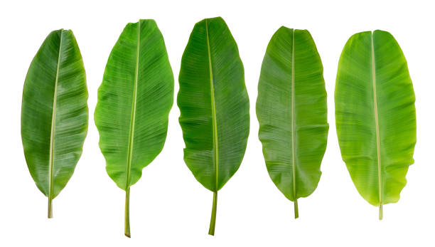 Chá de Folha de Bananeira Faz Crescer o Cabelo?