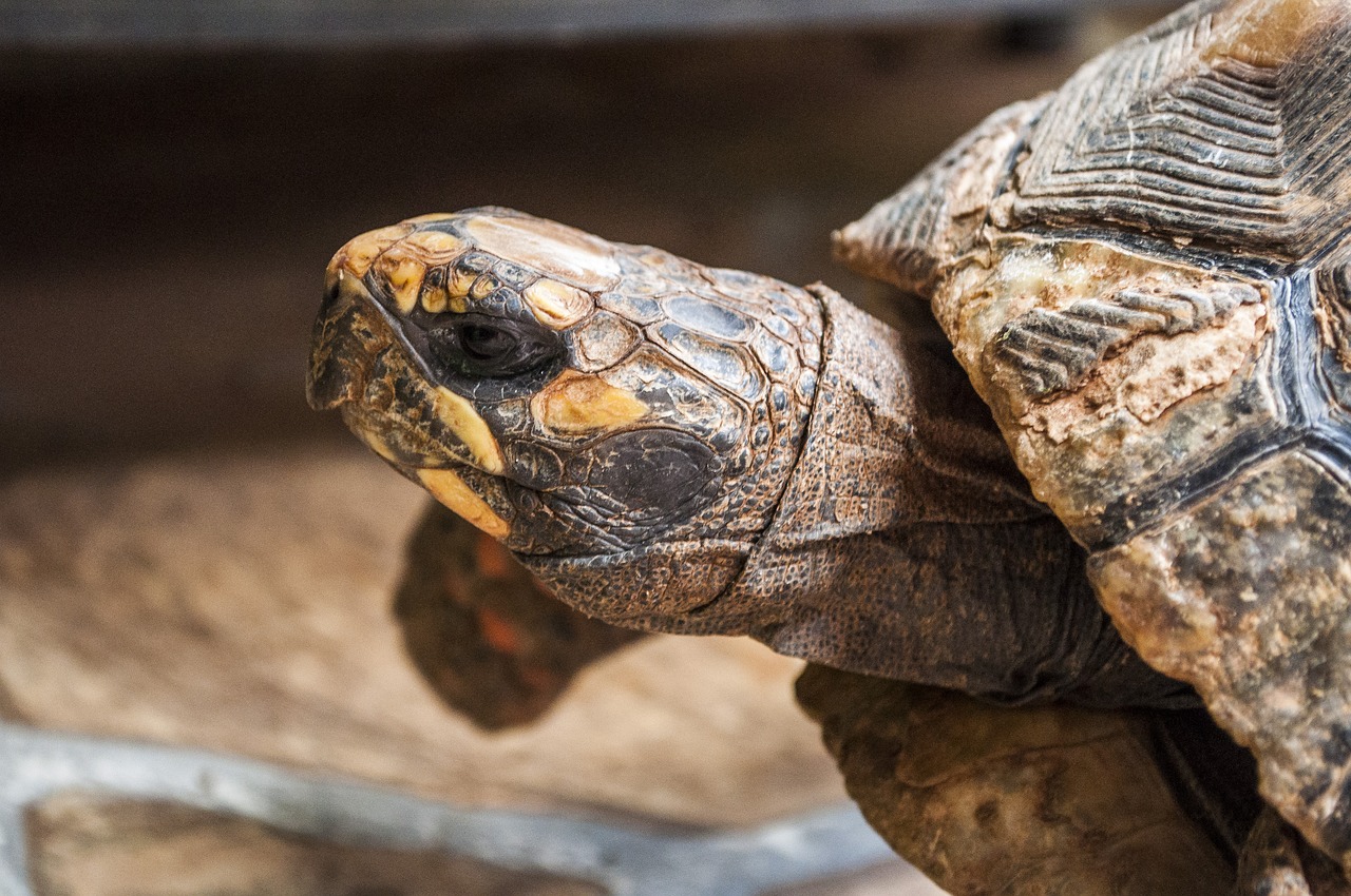 Jabuti Amarelo Filhote Mundo Ecologia Jabuti Amarelo Filhote Mundo Ecologia