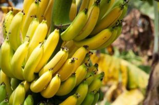 Cacho de Banana da Bananeira