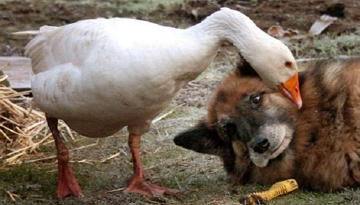 Ganso de Estimação Acariciando um Cachorro
