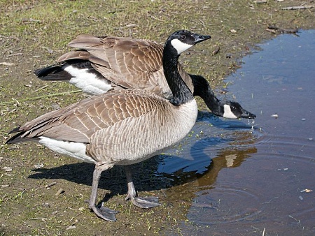 Ganso-do-Canadá