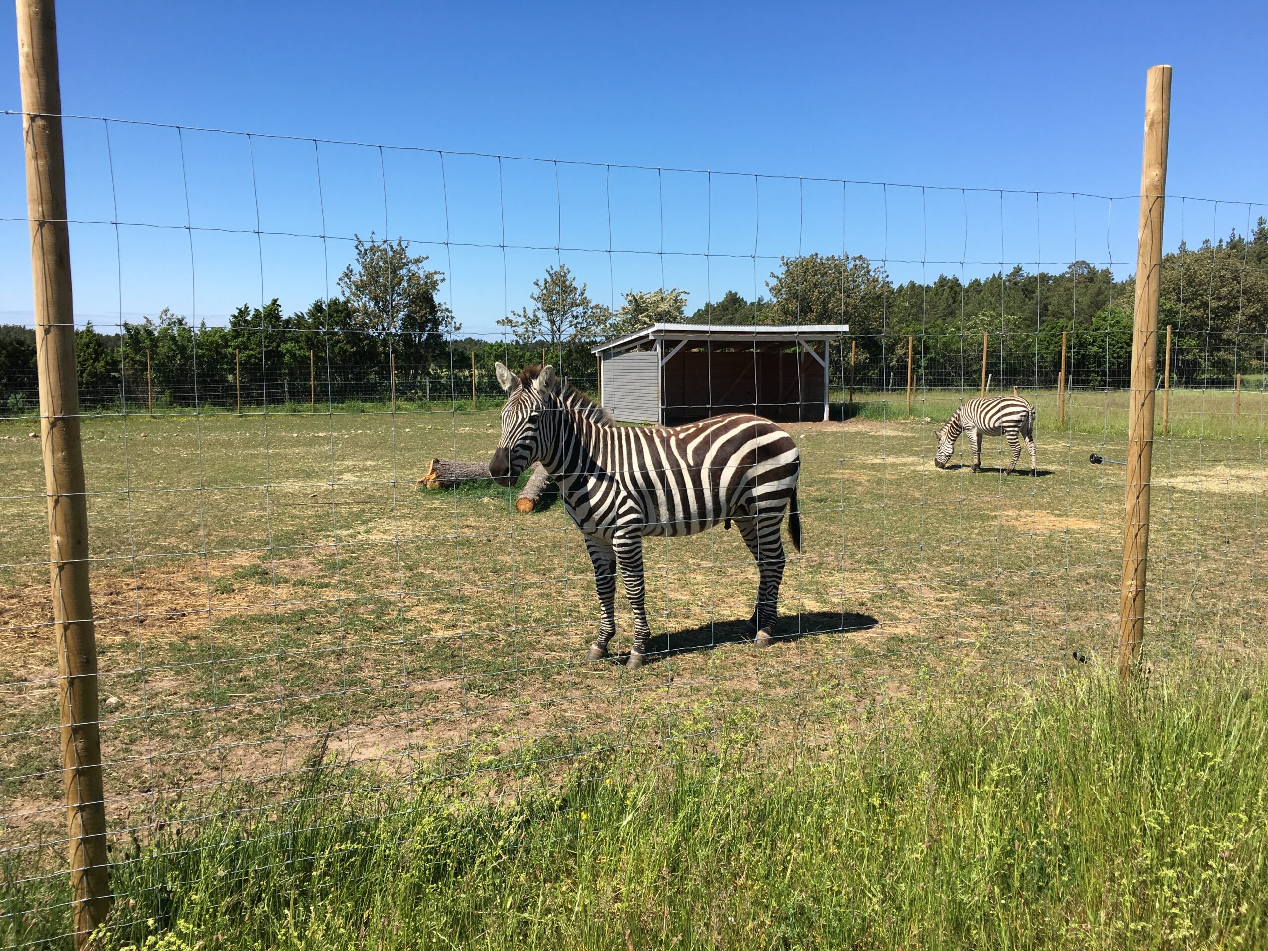 Zebra-de-Grant