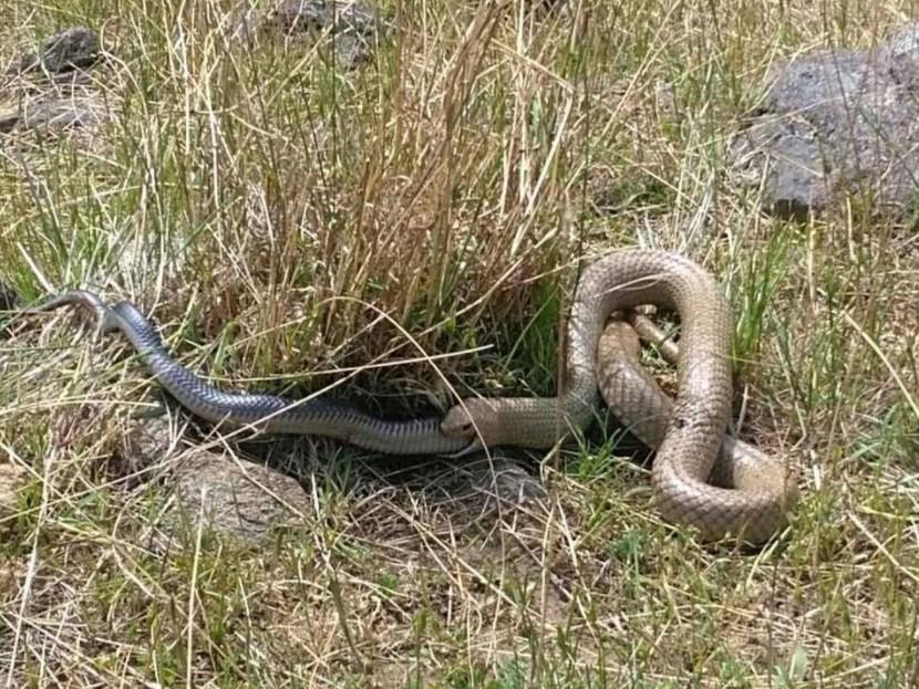 Habitat da Cobra Marrom