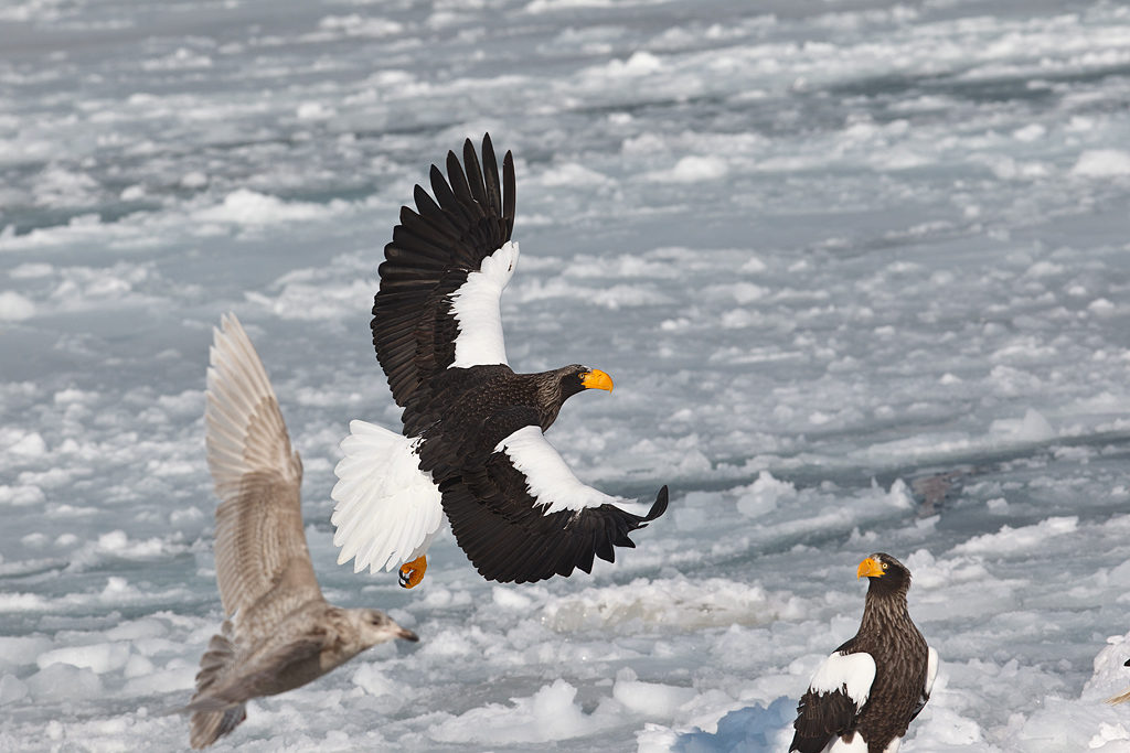Haliaeetus Pelagicus Niger