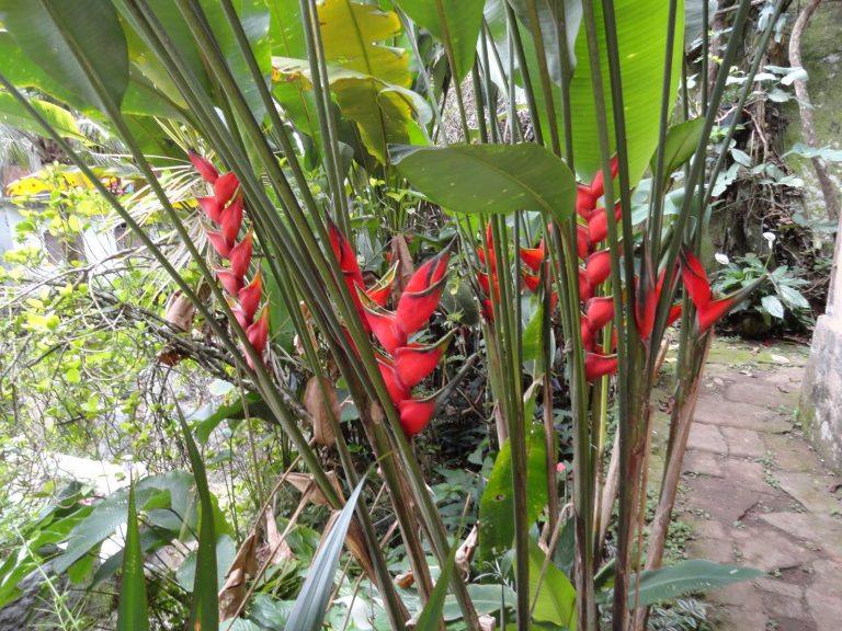 Heliconia Bihai