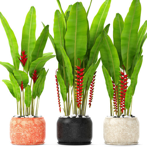 Heliconia Humilis – Mundo Ecologia