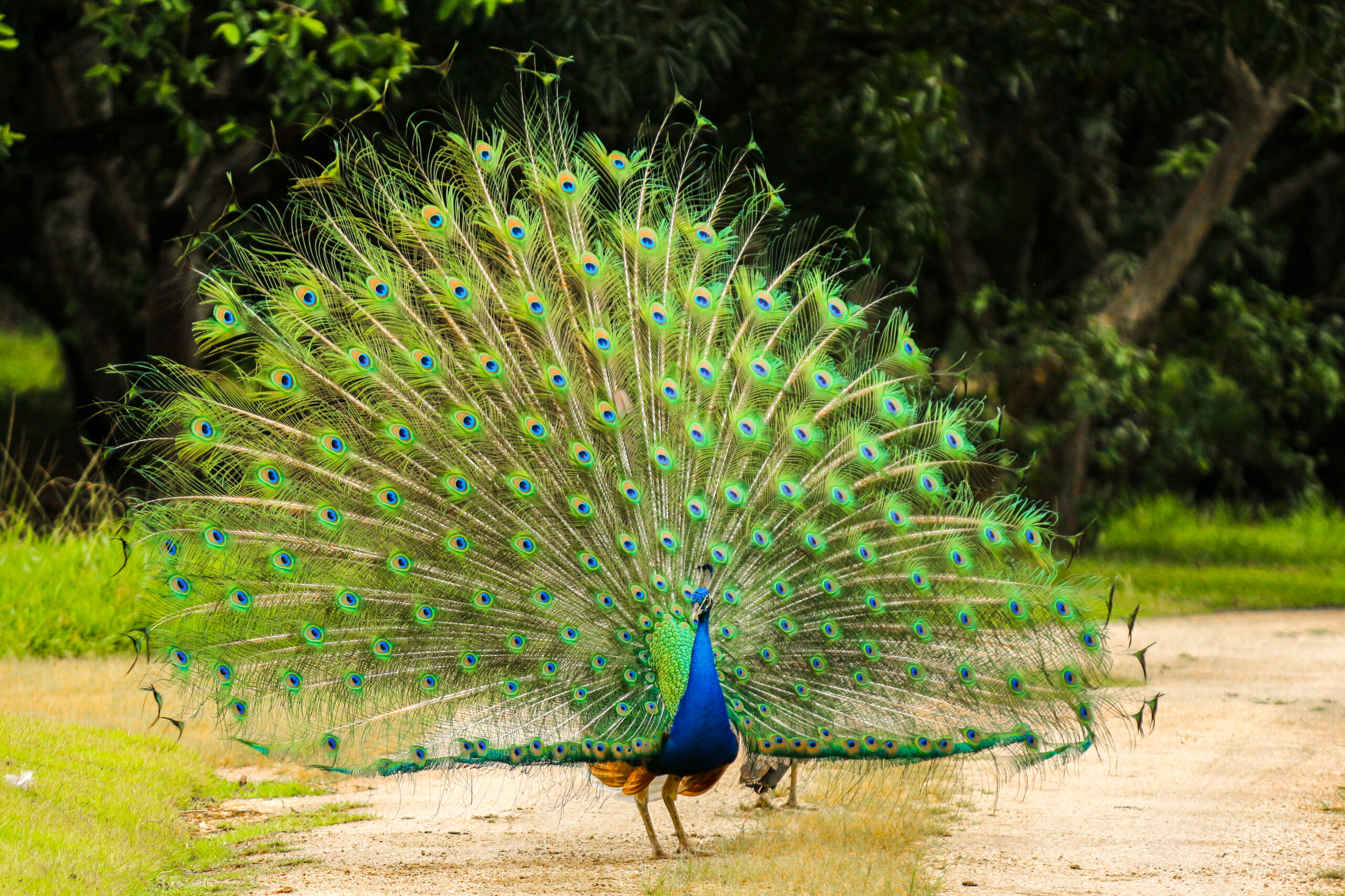 Ninho de Pavão Indiano